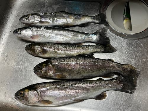 ニジマスの釣果