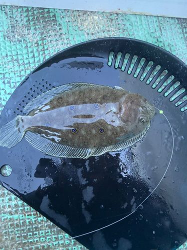 ヒラメの釣果