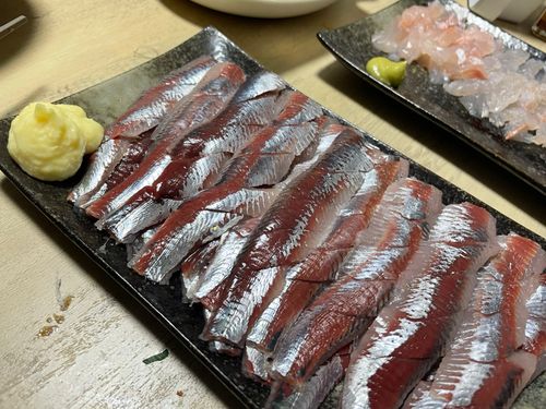 イワシの釣果