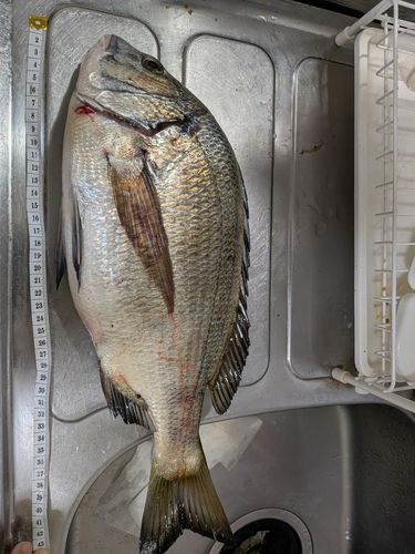 クロダイの釣果