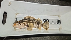 タケノコメバルの釣果