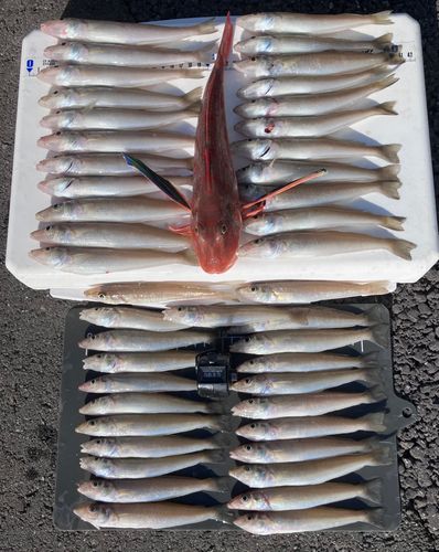 シロギスの釣果