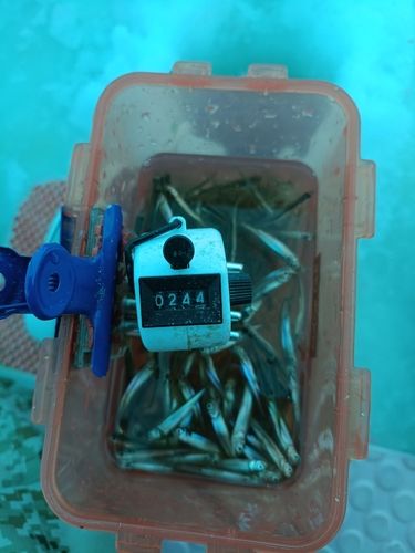 ワカサギの釣果