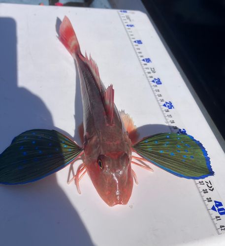 ホウボウの釣果