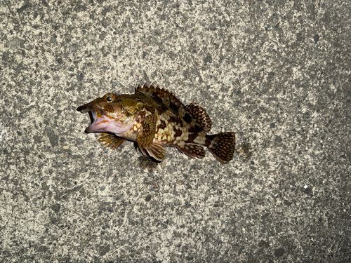 カサゴの釣果