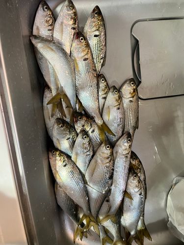 本牧海づり施設