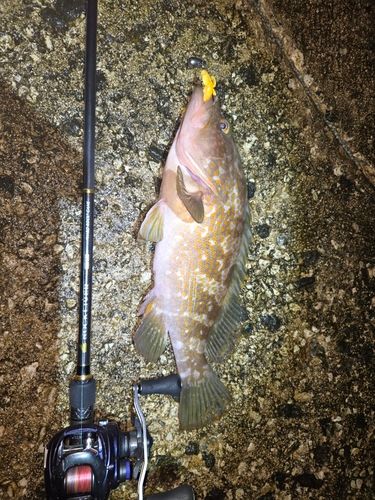 キジハタの釣果