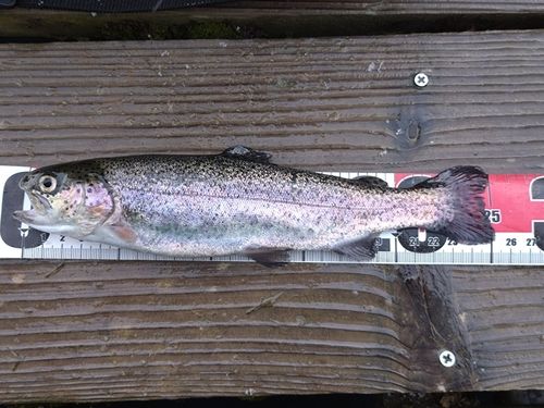 ニジマスの釣果