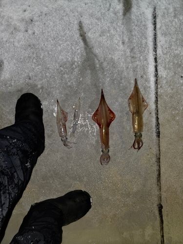 ヤリイカの釣果