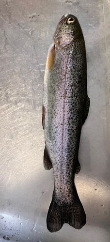 ニジマスの釣果