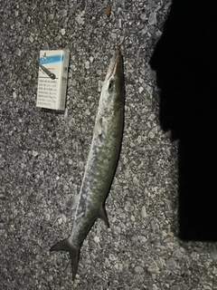 オニカマスの釣果