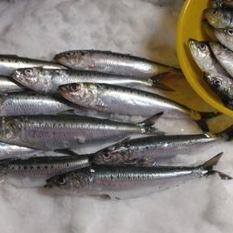 イワシ