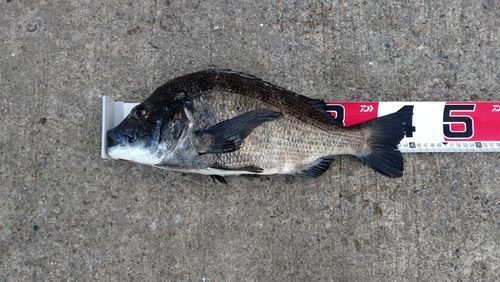 碧南海釣り公園