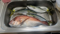 マダイの釣果