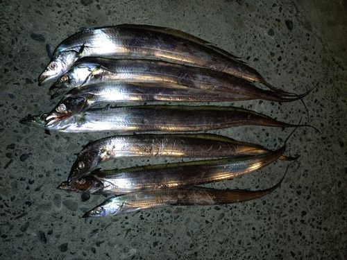 タチウオの釣果