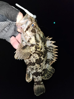 タケノコメバルの釣果