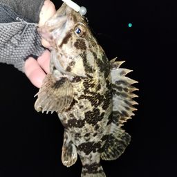 タケノコメバル