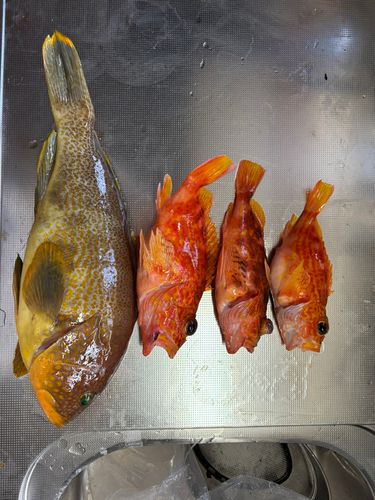 アオハタの釣果