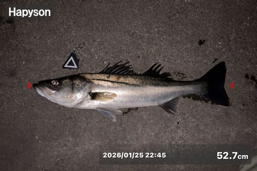 シーバスの釣果