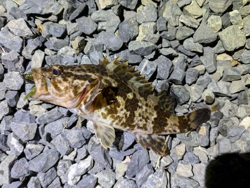 タケノコメバルの釣果