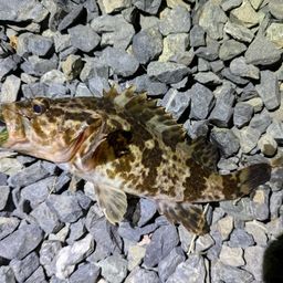 タケノコメバル