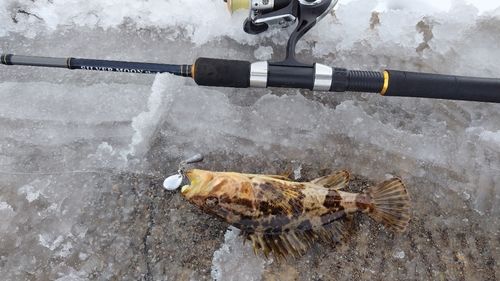 タケノコメバルの釣果