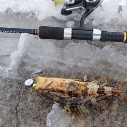 タケノコメバル