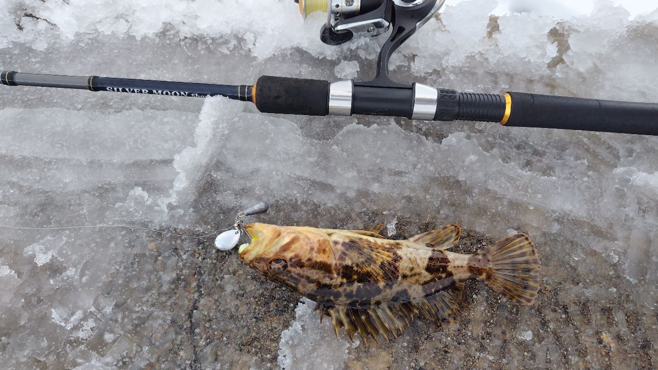 タケノコメバル