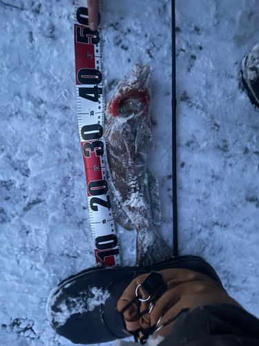 アイナメの釣果