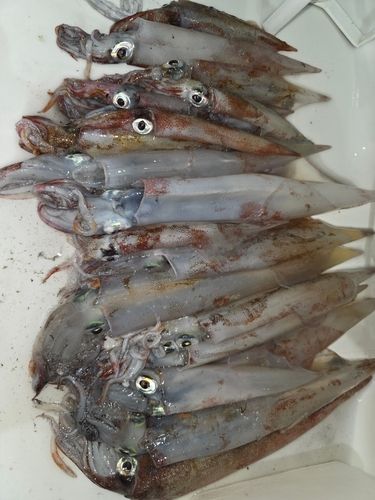 ヤリイカの釣果