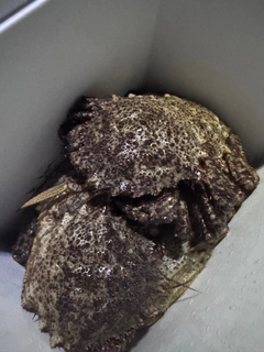 クリガニの釣果