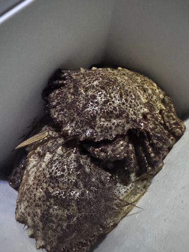 クリガニの釣果