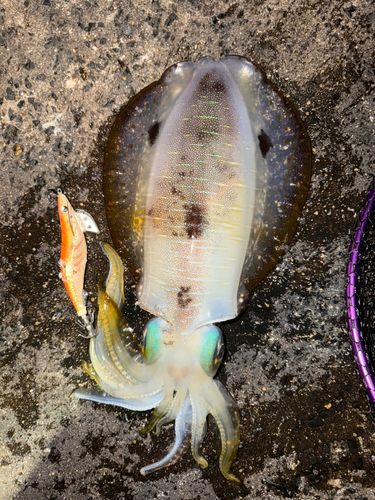 アオリイカの釣果