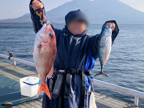 マダイの釣果