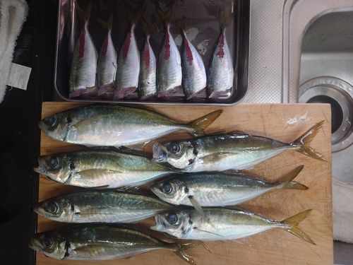 アジの釣果