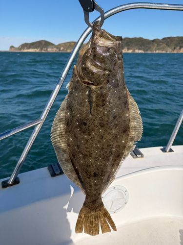 ヒラメの釣果