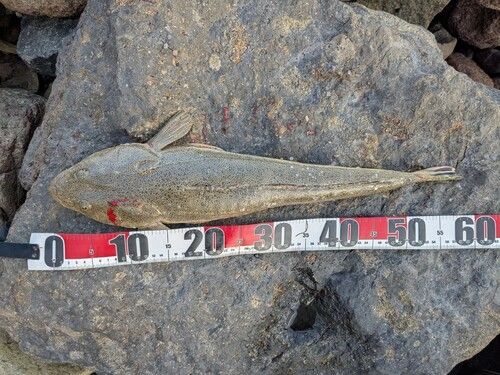 ヨシノゴチの釣果