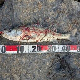 セイゴ（タイリクスズキ）