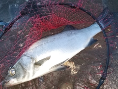 ヒラスズキの釣果