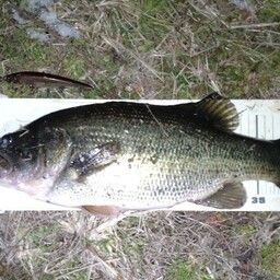 ラージマウスバス