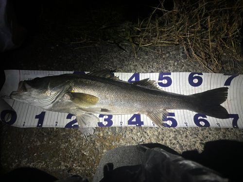 シーバスの釣果