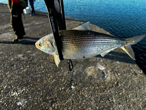 コノシロの釣果