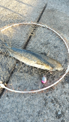 ボラの釣果