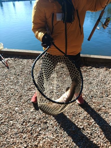 ニジマスの釣果