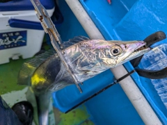 タチウオの釣果