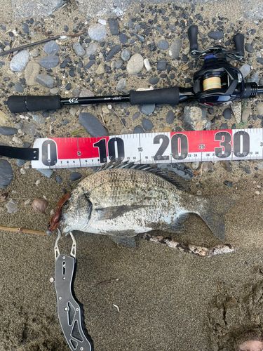 ミナミクロダイの釣果