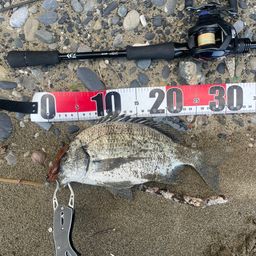 ミナミクロダイ