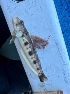 トラギスの釣果