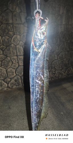 タチウオの釣果