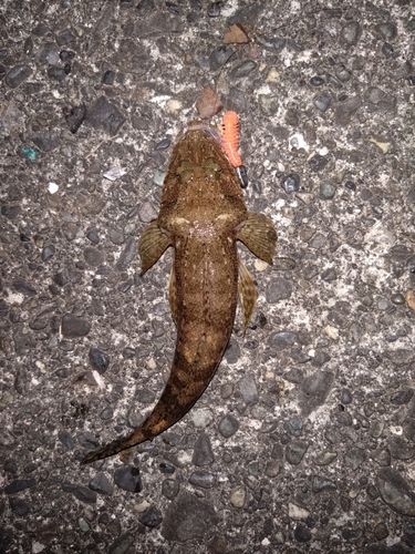 内浦湾（沼津）